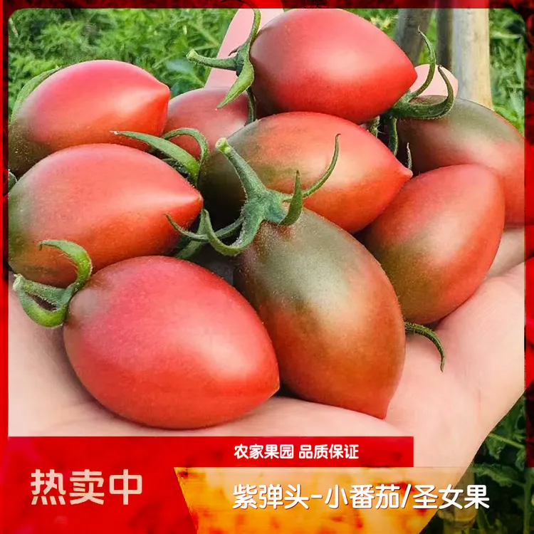 露天种植   紫弹头小番茄圣女果新鲜酸甜多汁孕妇水果福建西红柿
