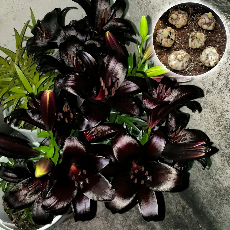 【黑骑士】香水百合花种球根带芽优质四季开花卉重瓣进口多头室内外