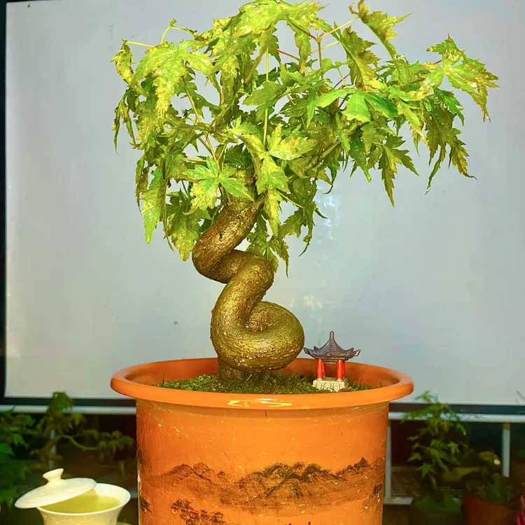 枫树造型盆景素材