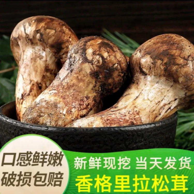 新鲜松茸云南香格里拉野生菌9-12现采现发蘑菇顺丰空运野生松茸菌
