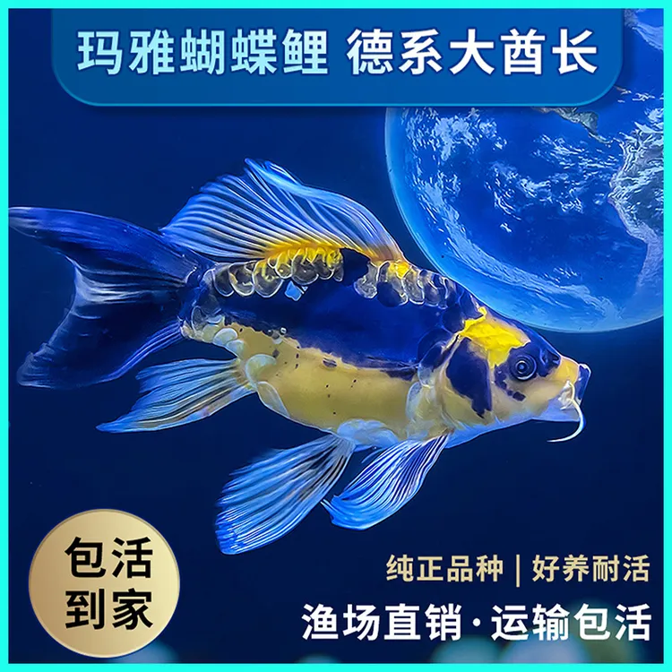 冷水鱼观赏鱼德系玛雅蝴蝶鲤大酋长球体长尾短身锦鲤好养