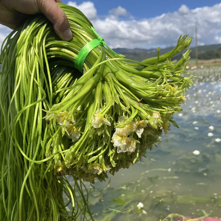 云南大理新鲜水性杨花海菜花现摘现发特色食用蔬菜野菜