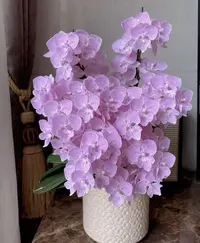 【3花剑樱花开花机器瀑布蝴蝶兰】3花剑蝴蝶兰开花巨好看