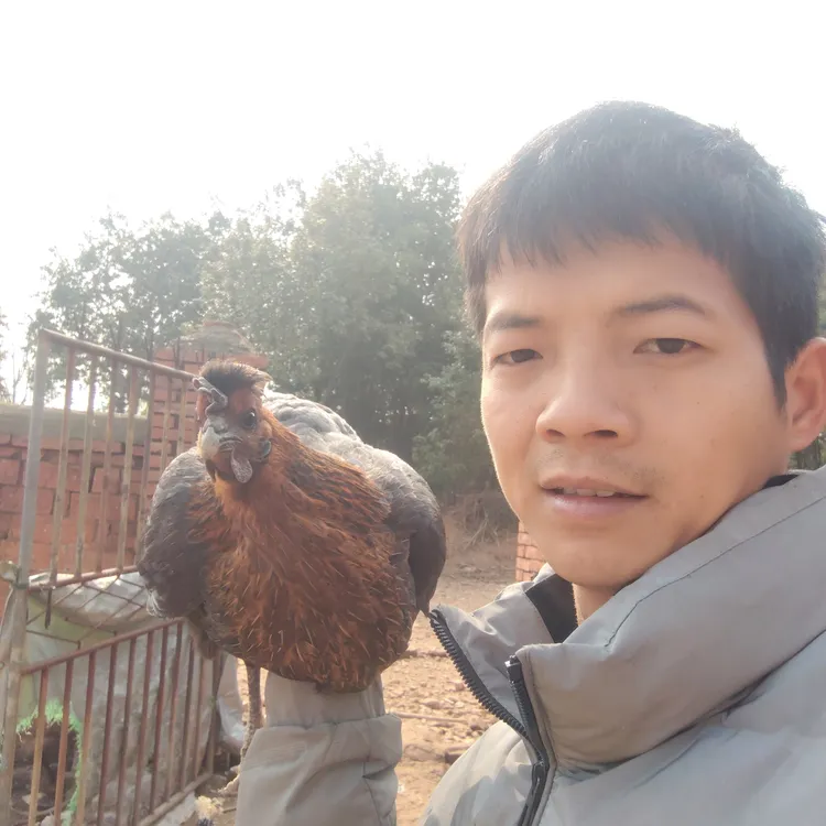 正宗农家五谷杂粮喂养一年以上土鸡乌鸡贵妃鸡大公鸡童子鸡