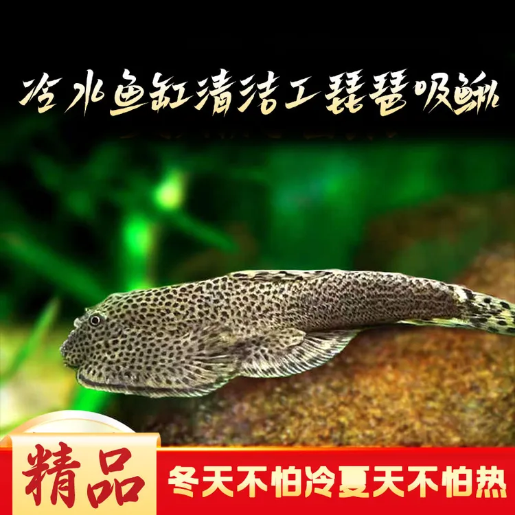观赏鱼冷水清道夫鱼 琵琶鼠 双吸盘吸鳅 除藻吃垃圾擦玻璃