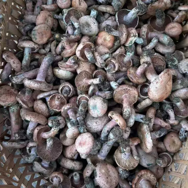 小小扣乌枞菌 谷熟菌 新鲜直发 顺丰直发