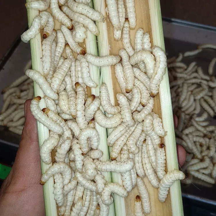 云南新鲜速冻食用竹虫应季竹虫鲜活冰冻活虫当季直发包邮
