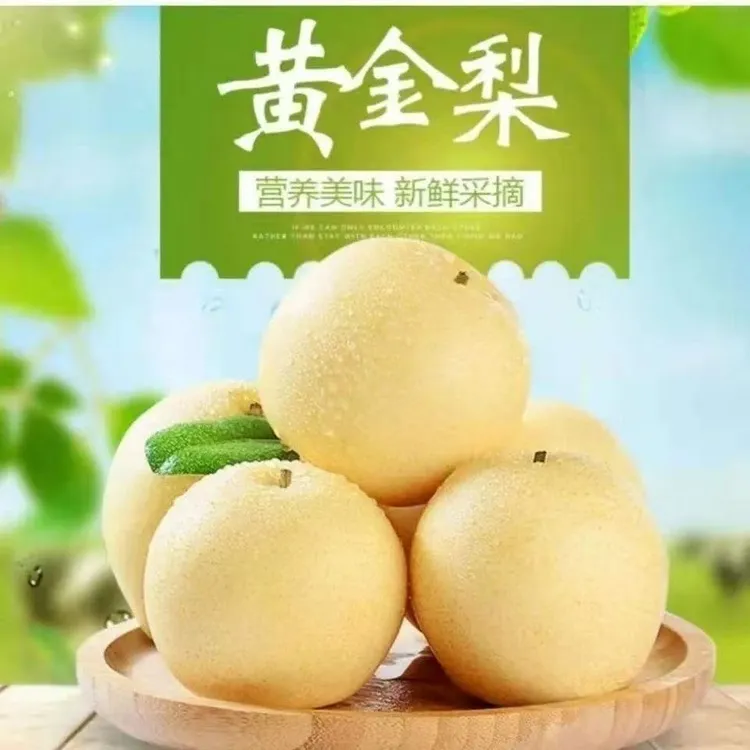 【精品礼盒装】河南南阳正宗黄金梨梨子新鲜皮薄脆甜多汁果园现摘