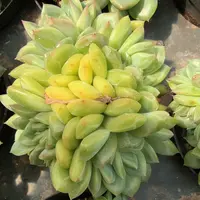 80春风珍妮群5头起