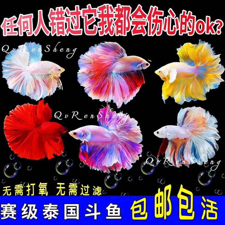 赛级泰国斗鱼纯白婚纱半月好养耐活热带鱼宠物观赏鱼