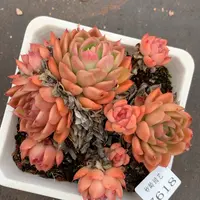 7618杂交精品基地13厘米