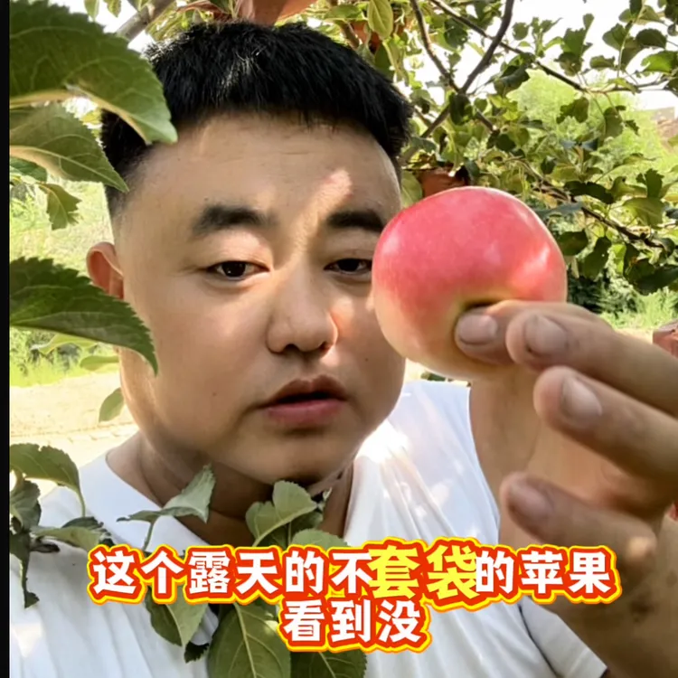 宁夏青铜峡市甘城子苹果新鲜采摘