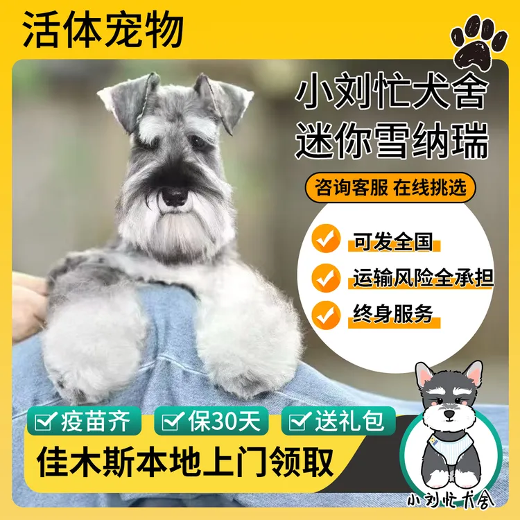 小刘忙犬舍双血统迷你雪纳瑞活体
