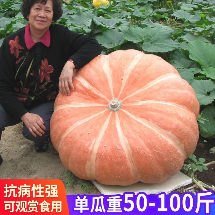 巨型南瓜种子特大南瓜子超级大号可过百斤南瓜种子高产易种观赏