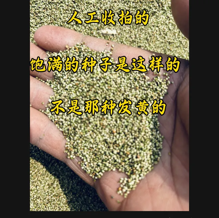 猫爪草种子散结节猫爪草图片草籽