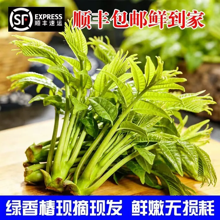 沂蒙山区鲜嫩头茬香椿芽现采现发