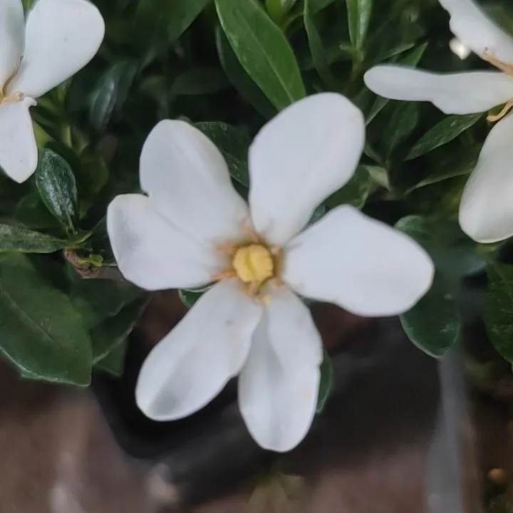 小叶清誉栀子花贵货品种浓香耐热室内外绿植花卉桅子花栀子花盆栽