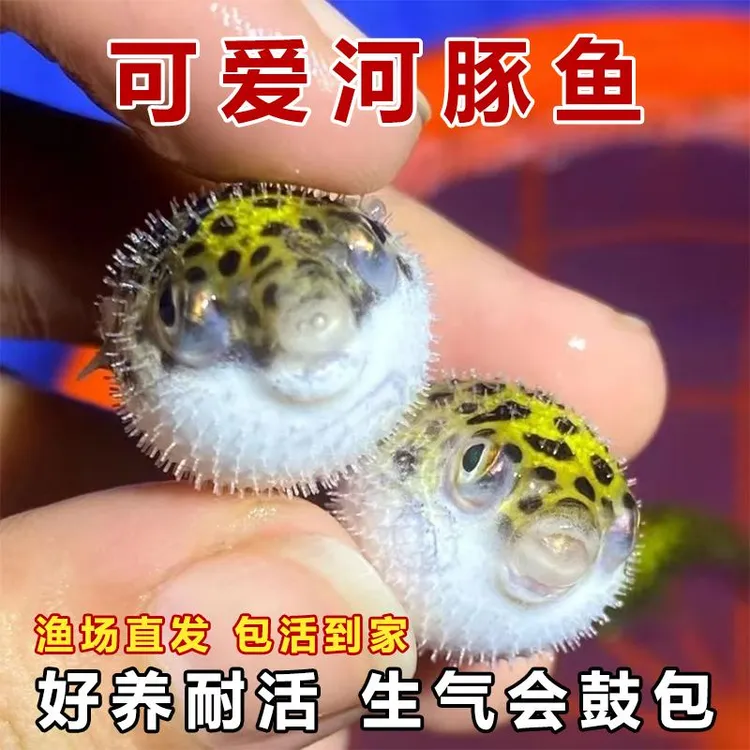 金娃娃潜水艇小河豚淡水活体宠物热带观赏鱼生气会鼓肚可爱好养活