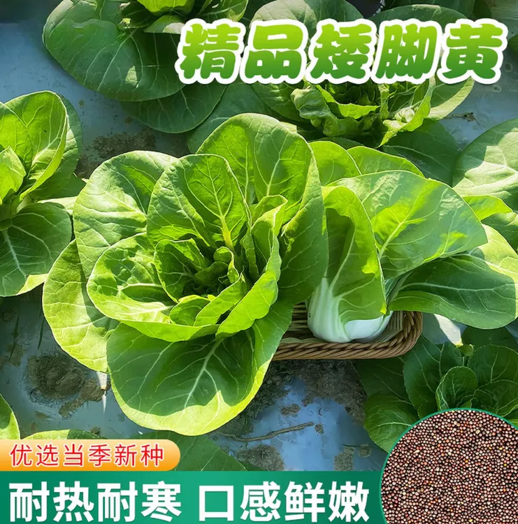 矮脚黄奶白菜种子奶油小青菜秋冬季油菜子四季秋后菜籽蔬菜种籽