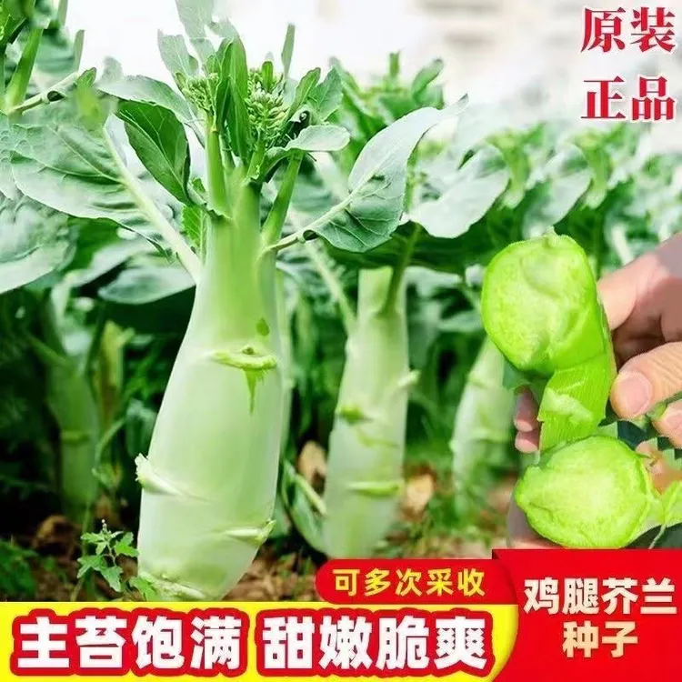 【 L 】 鸡腿芥兰种子种植盆栽地栽商品图