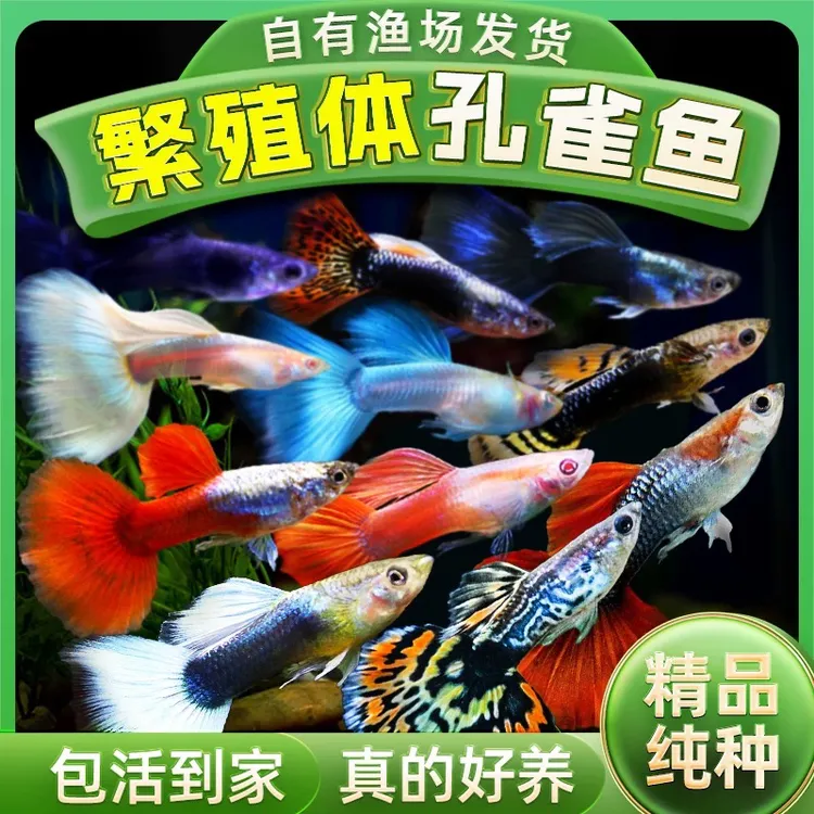 孔雀鱼小全家10条2-3cm公母搭配新手可繁殖好养淡水鱼观赏鱼首选