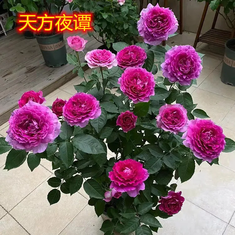 (带花苞)天方夜谭月季大苗浓香型多头四季开花勤花室内庭院盆栽