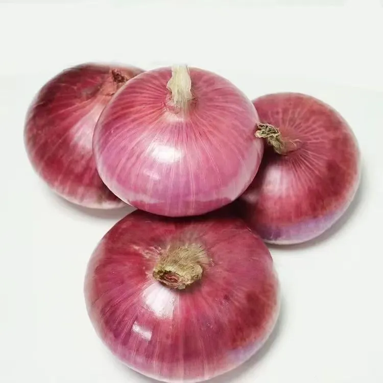 2025年新鲜紫皮洋葱圆葱葱头现挖现发5斤9斤