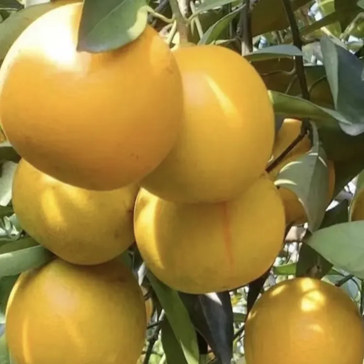 正宗廉江红橙现摘皮薄湛江特产10斤箱装果园直发农场水果 大果