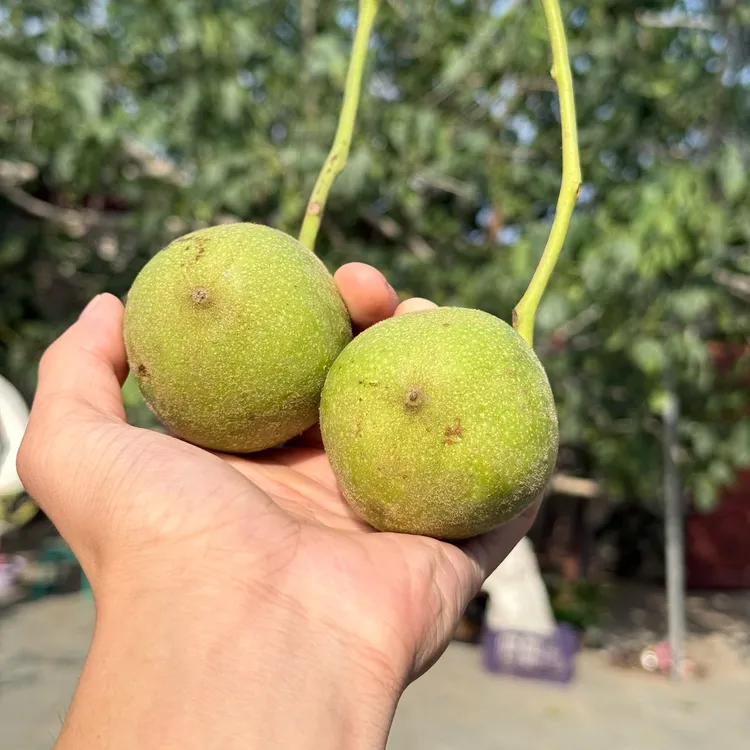 文玩核桃把件虎头青皮 尺寸可选