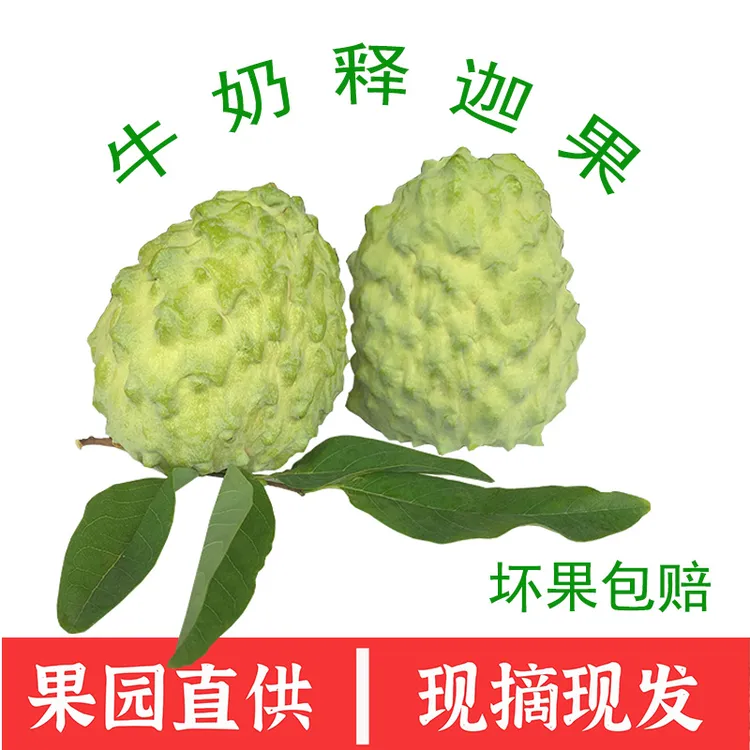凤梨牛奶释迦果番荔枝佛头果林檎摩尼果当季水果新鲜采摘