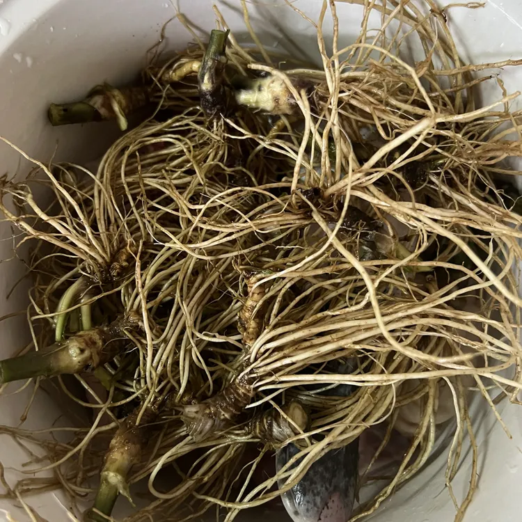 广东阳春深山野生地胆头