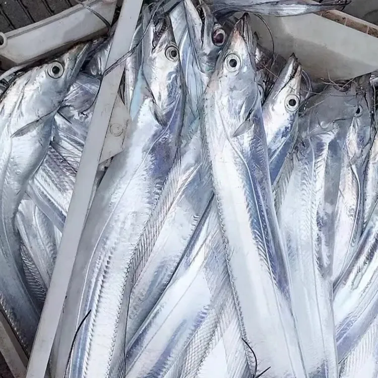【特大本地油带】特大本地油带渤海湾鲜带鱼 鲜嫩味道好有破肚子