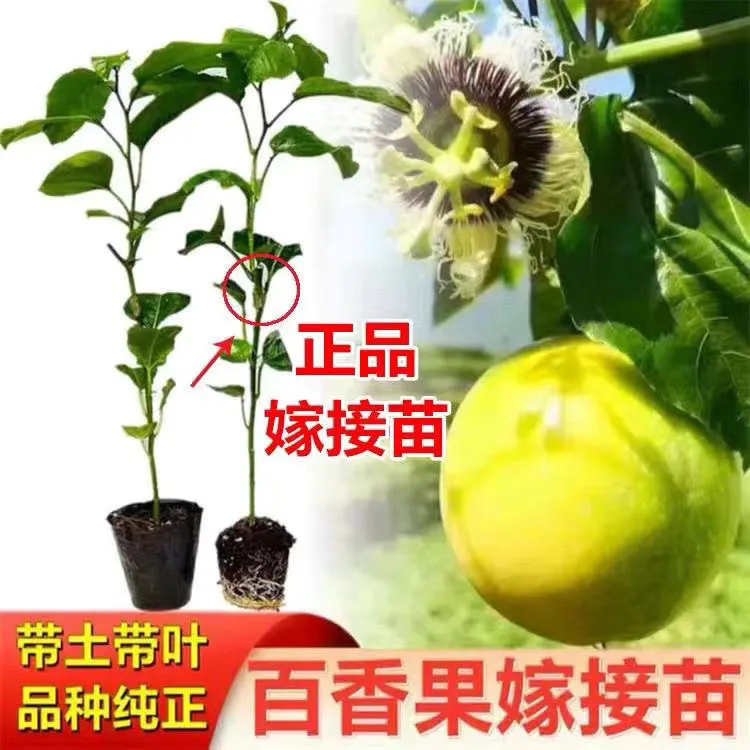 纯甜水果黄金百香果嫁接苗庭院盆栽种植当年结果四季结果果树果苗