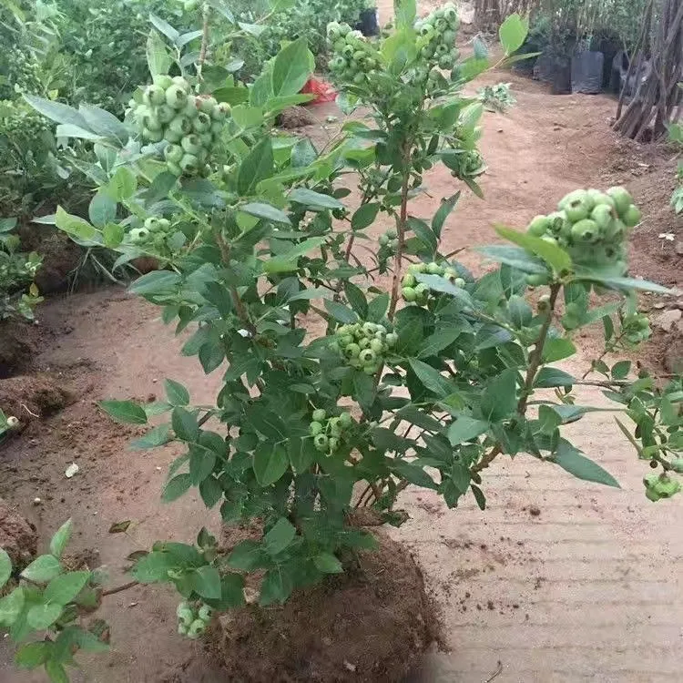 [地栽带土球]蓝莓苗花香25蓝莓南北方庭院阳台种植盆栽地栽果树室