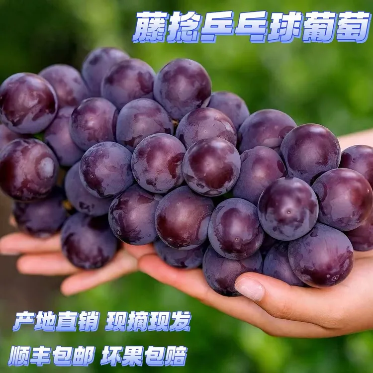 现摘当季藤稔葡萄小时候的味道新鲜水果
