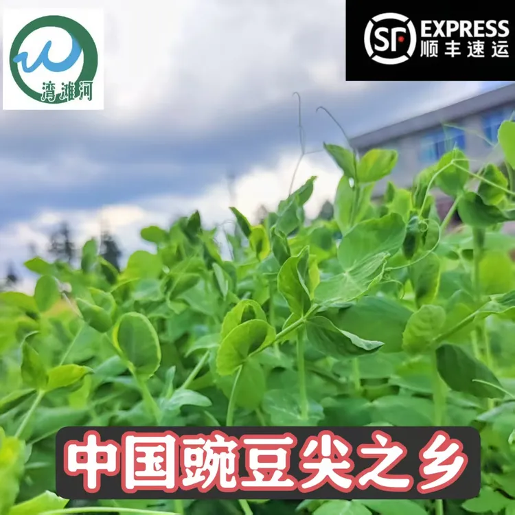 豌豆尖之乡湾滩河农家现摘新鲜豌豆荚豌豆尖豌豆苗当季火锅配菜