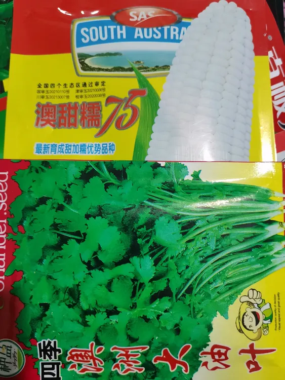 (澳甜糯75)拍3单送香菜种子