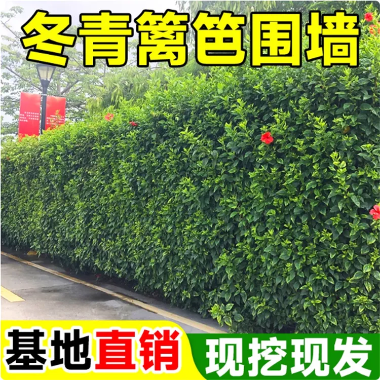 冬青树苗四季常青庭院围墙篱笆植物耐寒耐旱北海道大叶黄杨绿化苗