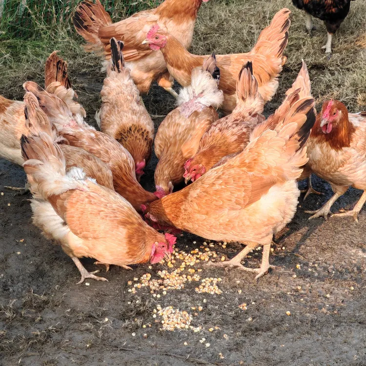 自家散养黄油老母鸡小黄脚土鸡