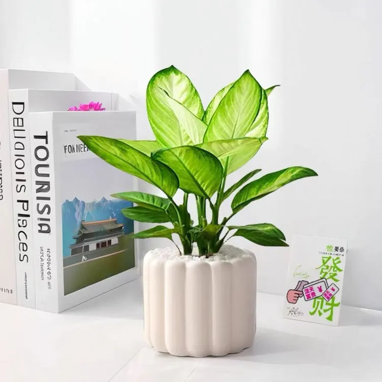 玛丽安万年青盆栽绿植桌面净化室内空气办公室植物花卉客厅好养