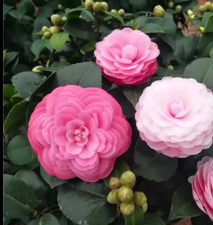 【破价福利】40-50cm十八学士茶花