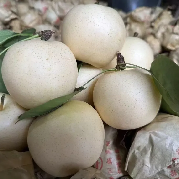 现摘现发苍溪皇冠梨新鲜水果皮薄多汁脆甜好吃
