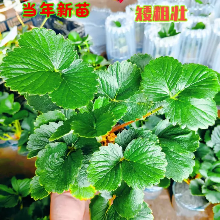 当季奶油草莓盆栽原盆原土草莓加仑盆阳台庭院草莓苗带盆种植