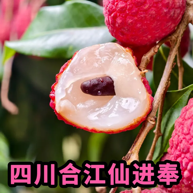 正宗合江仙进奉荔枝新鲜晚熟老树荔枝清甜3-9斤现摘现发礼盒装
