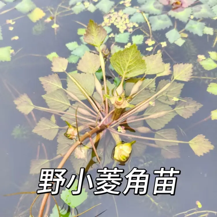 洪湖野菱角苗种原生态水生植物水培池塘新鲜野生小菱角多年生水草