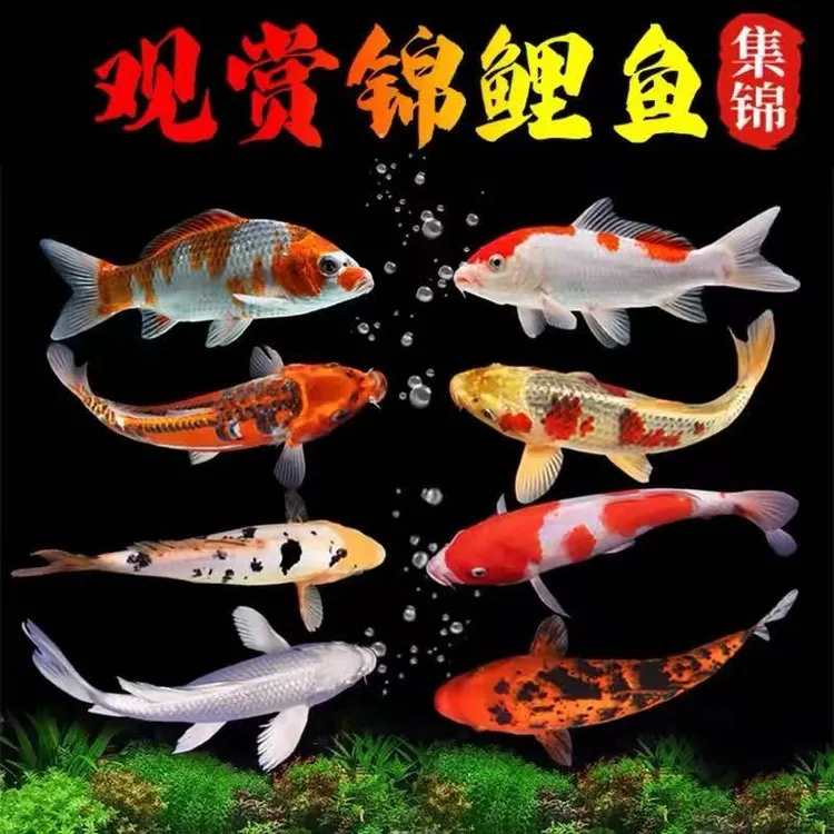9-13厘米超大尺寸15条血统锦鲤介子红白三色观赏鱼活体冷水鱼