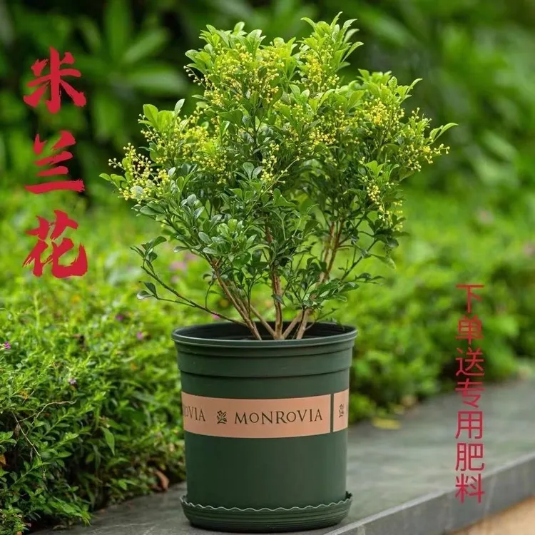 香水米兰花盆栽花卉植物四季开花带花苞浓香好养老桩盆景驱蚊绿植