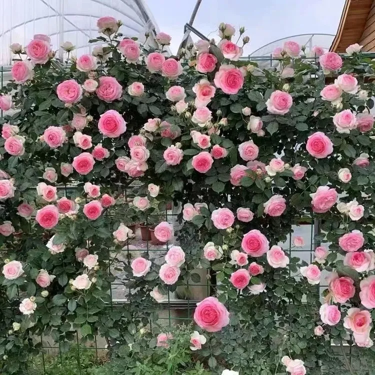 藤本爬藤大苗蔷薇花庭院爬墙植物四季多季开花抗性好耐寒耐晒种植