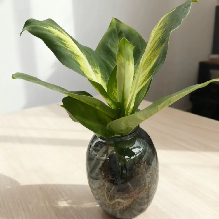 水培植物玛丽安盆栽花叶万年青绿植盆栽室内花卉绿植四季常青