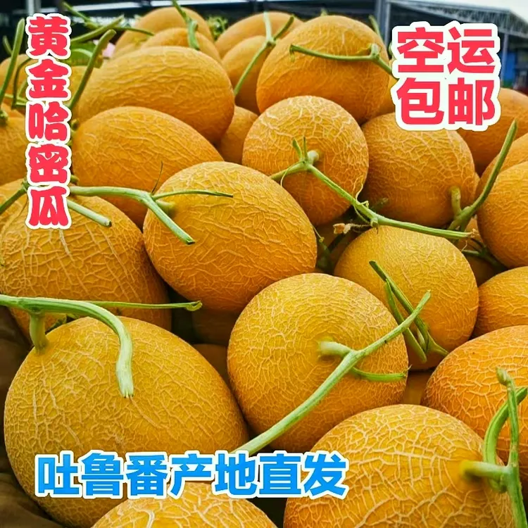 【空运包邮】 吐鲁番金色年华黄金蜜瓜